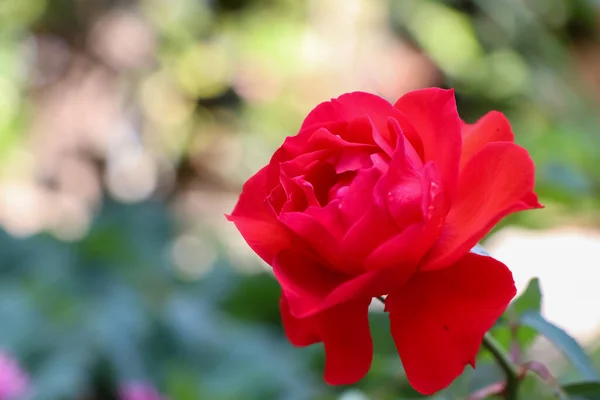 Rosenblüten Blühen Tag — Stockfoto