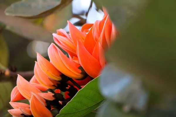 Butea Monosperma Flower Blooming — Stock Photo, Image