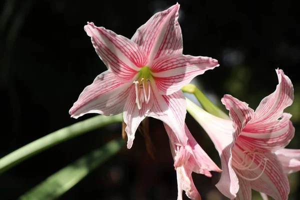 Hippeastrum Johnsonii Flor Del Entierro Son Bloonimg Jardín — Foto de Stock