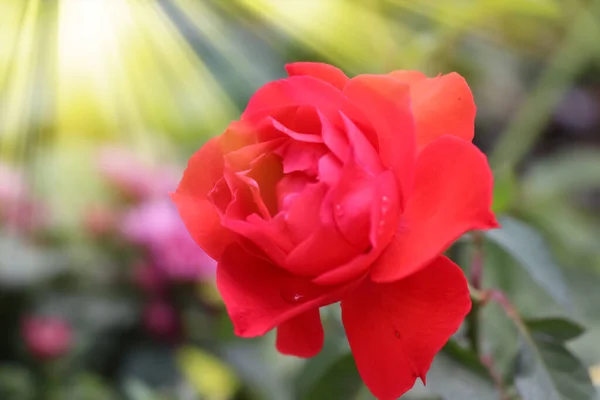 バラの花が咲く日 — ストック写真