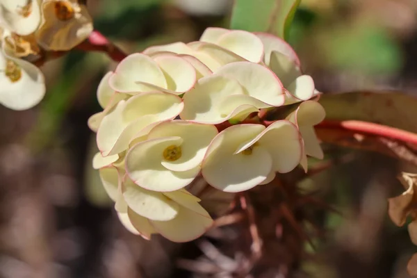 Euphorbia Milii Desmoul Flor Estão Florescendo Jardim — Fotografia de Stock