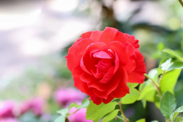 Rosenblüten Blühen Tag — Stockfoto
