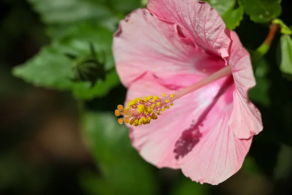 Fiori Hibiscus Rosa Sinensis Sbocciano Nel Giardino — Foto Stock
