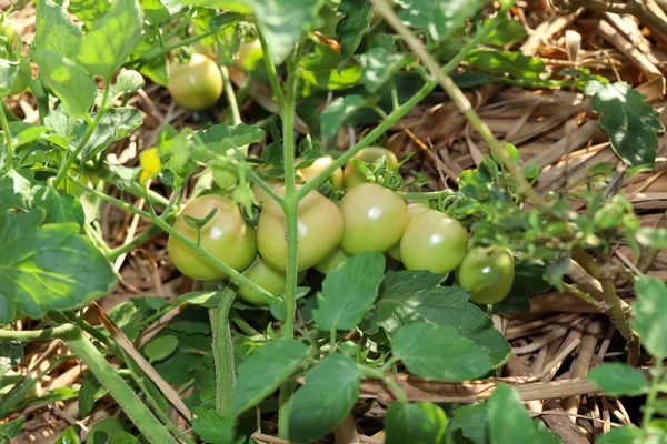 Tomaten Wachsen Heran Und Ungiftige Pflanzen — Stockfoto