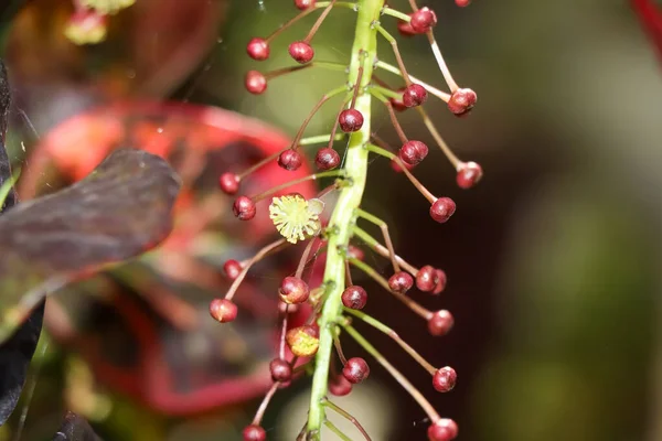 Codiaeum Variegatum Λουλούδι Ανθίζουν Στον Κήπο — Φωτογραφία Αρχείου