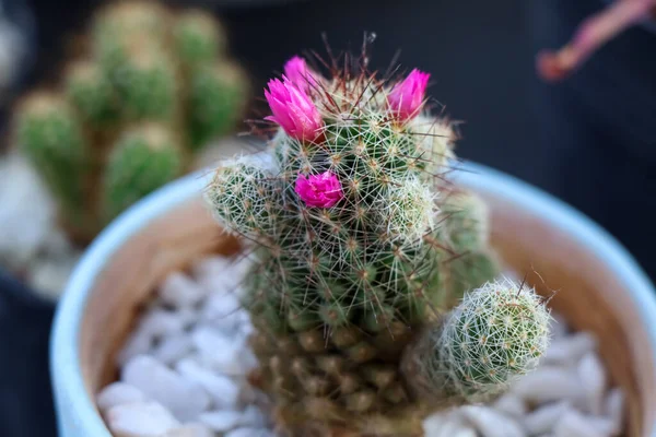 Kaktusz Kertben Fel Virágzik — Stock Fotó