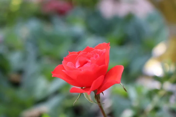 Rosenblüten Blühen Tag — Stockfoto