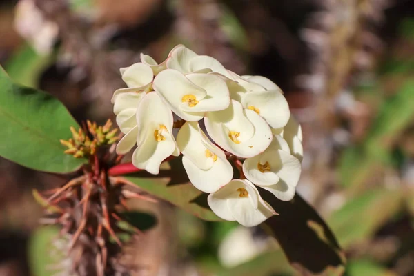 Euphorbia Milii Desmoul Flor Estão Florescendo Jardim — Fotografia de Stock