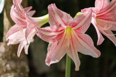 Hippeastrum johnsonii Çiçekleri bahçeye gömülür