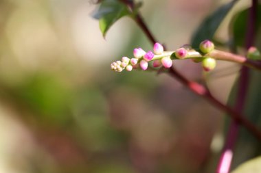Basella yakutu gün geçtikçe büyüyor.