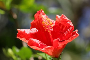 Hibiscus rosa-sinensis çiçeği bahçede çiçek açıyor.