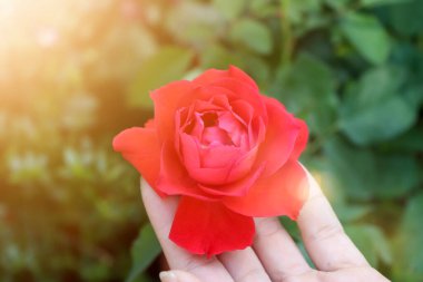 Gül çiçekleri her gün açıyor.