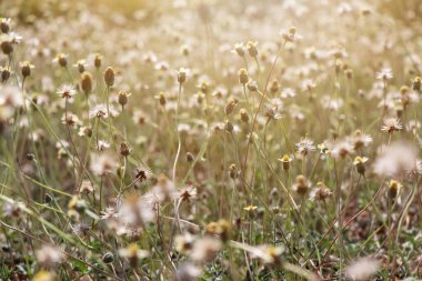 Sarı çimen çiçek açıyor. 