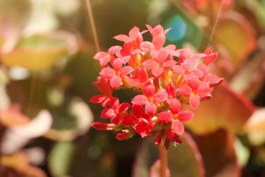 Kaktüsler bahçede büyüyor ve çiçekler açıyor. 