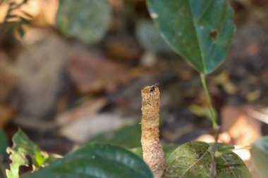 Trigona Laeviceps yiyecek için uçacak.