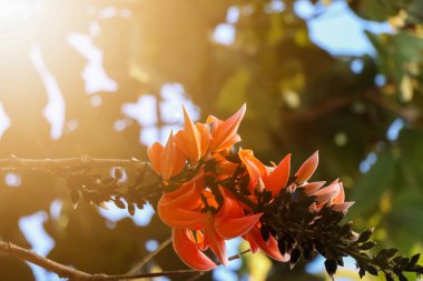 Ama monosperma çiçeği açıyor.