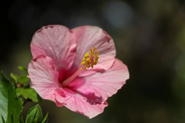 Hibiscus rosa-sinensis çiçeği bahçede çiçek açıyor.