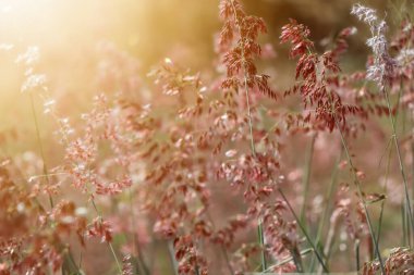 Sarı çimen çiçek açıyor. 