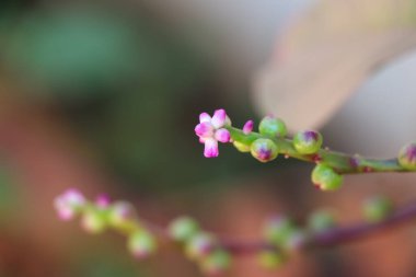 Basella yakutu gün geçtikçe büyüyor.