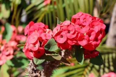 Bahçede Euphorbia milii Desmoul çiçeği açıyor.