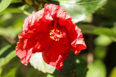 Hibiscus rosa-sinensis çiçeği bahçede çiçek açıyor.