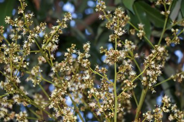 Dimocarpus Longan Ekşi çiçek açıyor