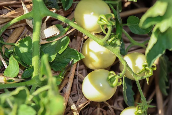 Tomaten Wachsen Heran Und Ungiftige Pflanzen — Stockfoto