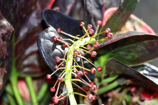 Codiaeum Variegatum Λουλούδι Ανθίζουν Στον Κήπο — Φωτογραφία Αρχείου