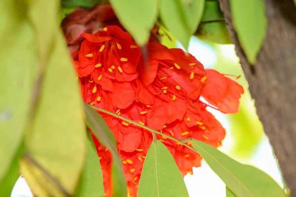 Red Rose Venezuela Flower Blooming — Stock Photo, Image