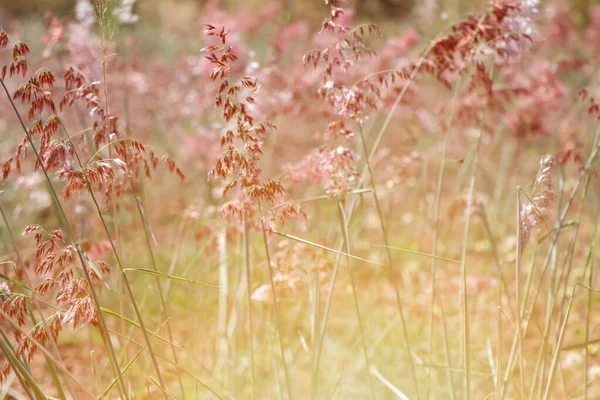 Yellow Grass Flower Blooming — Stock Photo, Image