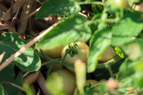 Tomaten Wachsen Heran Und Ungiftige Pflanzen — Stockfoto