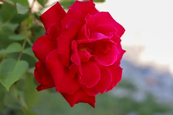 Rose Flower Blooming Day — Stock Photo, Image