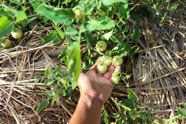 Tomaten Wachsen Heran Und Ungiftige Pflanzen — Stockfoto