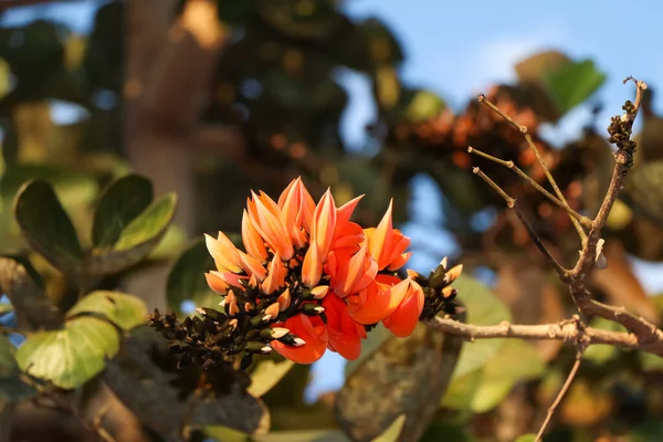 Butea Monosperma Flower Blooming — Stock Photo, Image