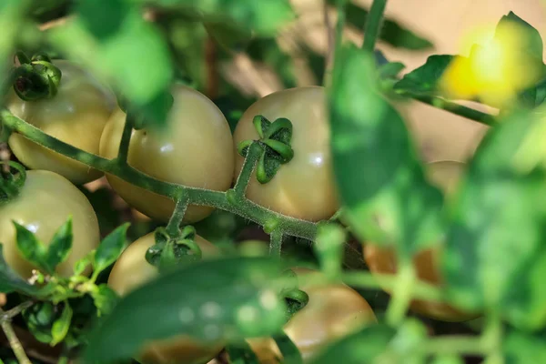 Tomaten Wachsen Heran Und Ungiftige Pflanzen — Stockfoto