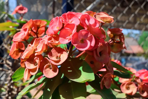 Euphorbia Milii Desmoul Flower Blooming Garden — Stock Photo, Image