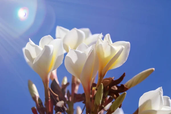 Flor Plumeria Blanca Están Floreciendo Día — Foto de Stock