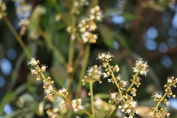 Dimocarpus Longan Flor Hora Está Floreciendo — Foto de Stock