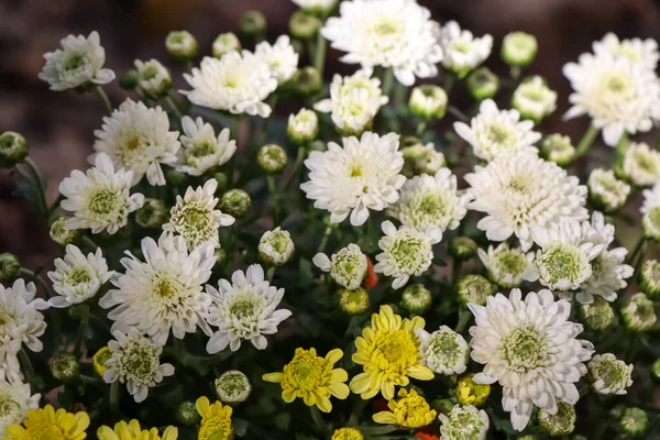 Floristería Flor Crisantemo Están Floreciendo Jardín — Foto de Stock