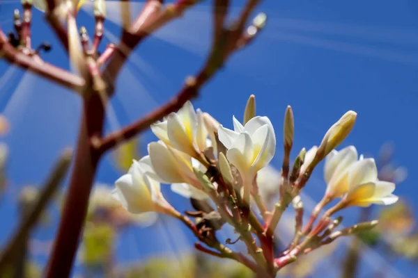 Beyaz Plumeria Çiçeği Açıyor Gün Doğuyor — Stok fotoğraf