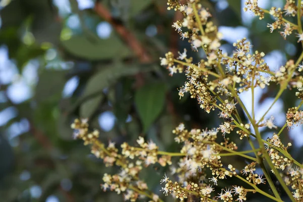 Dimocarpus Longan Flor Lour Estão Florescendo — Fotografia de Stock
