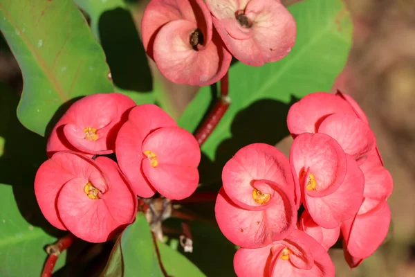 Euphorbia Milii Desmoul Flor Estão Florescendo Jardim — Fotografia de Stock