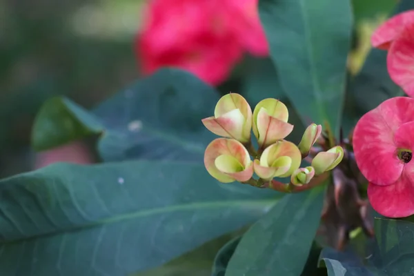 Euphorbia Milii Desmoul Kwiat Kwitną Ogrodzie — Zdjęcie stockowe