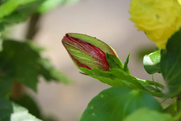 Kwiat Hibiskus Rosa Sinensis Kwitną Ogrodzie — Zdjęcie stockowe