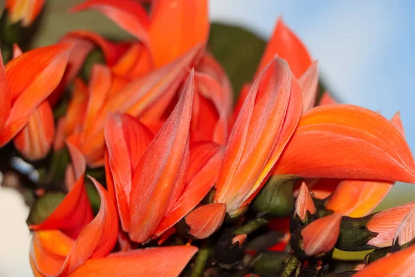 Butea Monosperma Flower Blooming — Stock Photo, Image