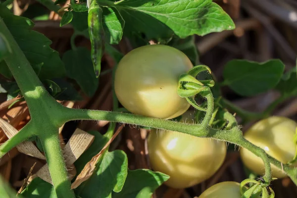 Tomaten Wachsen Heran Und Ungiftige Pflanzen — Stockfoto