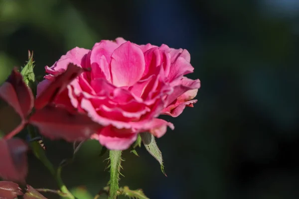 Rosenblüten Blühen Tag — Stockfoto