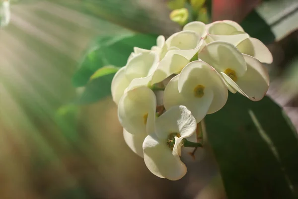 Euphorbia Milii Desmoul Bloem Bloeien Tuin — Stockfoto