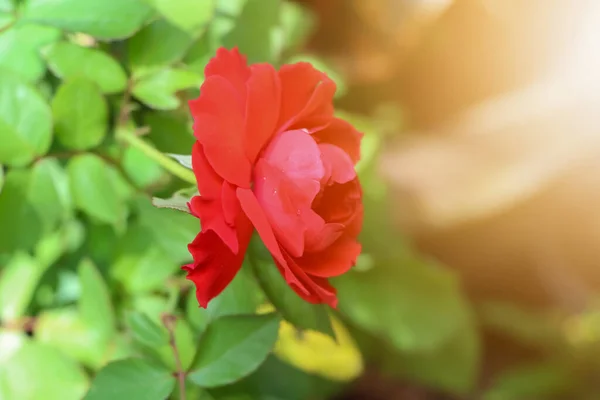 Flor Rosa Están Floreciendo Día — Foto de Stock