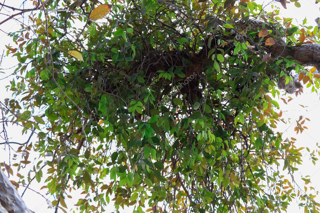 Dendrophthoe pentandra on tree top
